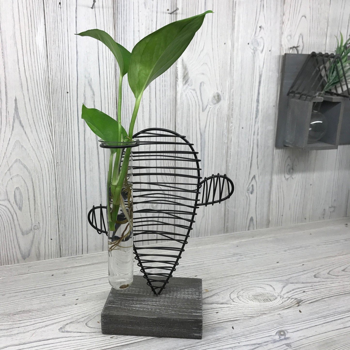 Hydroponic Plant Pots Hydroponic Home Decor Pots Soul Inspired Cactus & Lab Pot