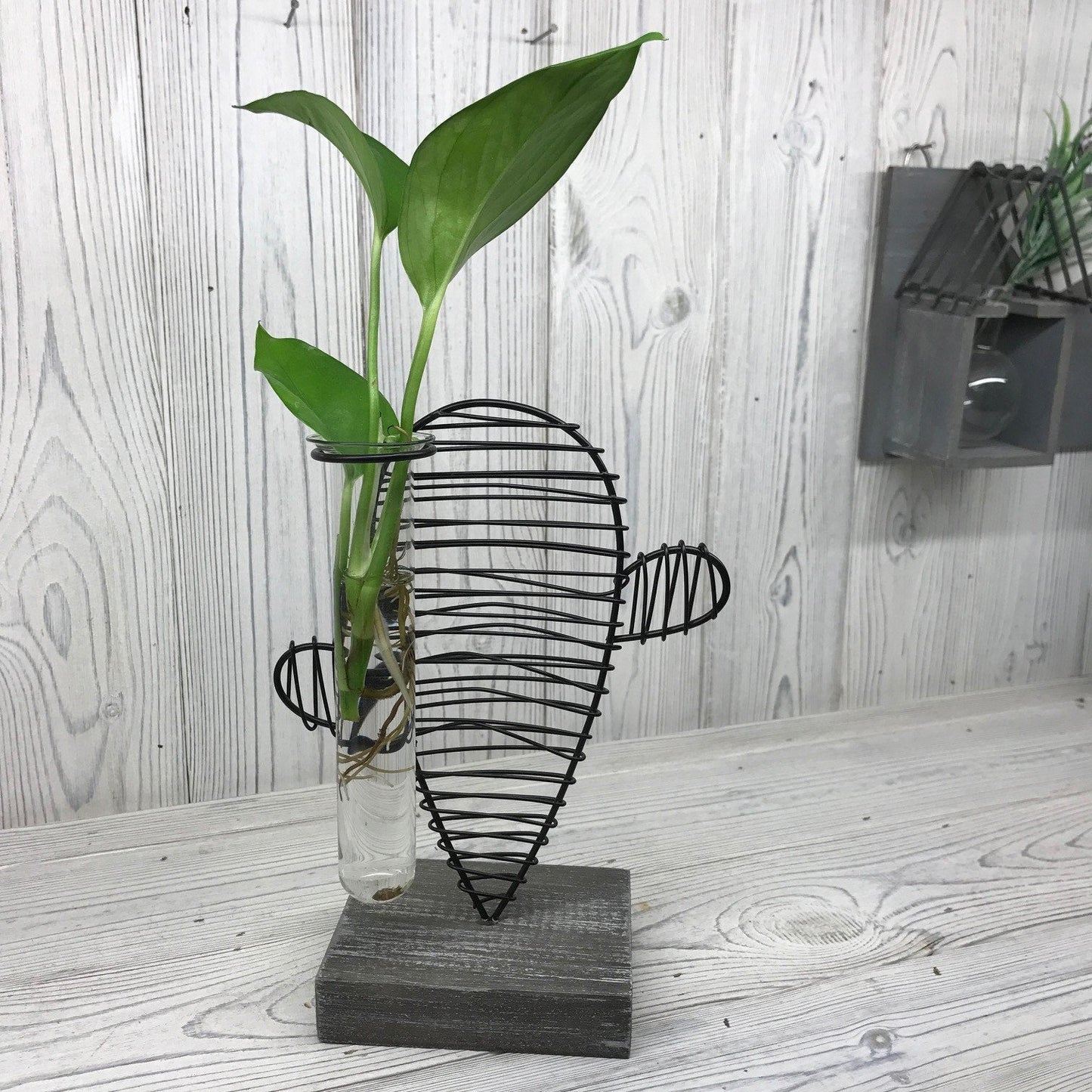 Hydroponic Plant Pots Hydroponic Home Decor Pots Soul Inspired Cactus & Lab Pot 