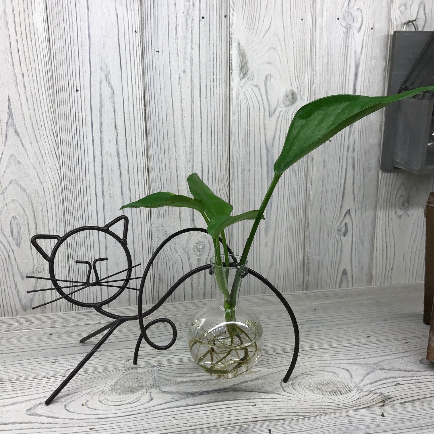 Hydroponic Plant Pots Hydroponic Home Decor Pots Soul Inspired Cat 