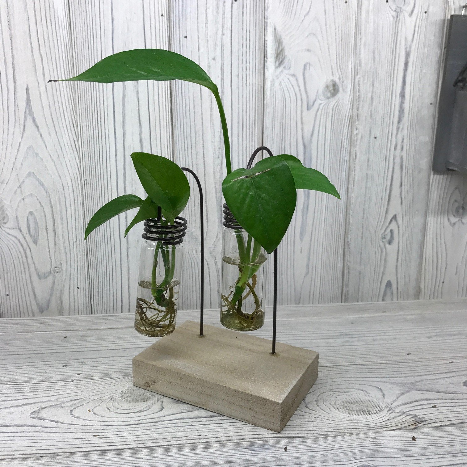 Hydroponic Plant Pots Hydroponic Home Decor Pots Soul Inspired Two Lab Pots 